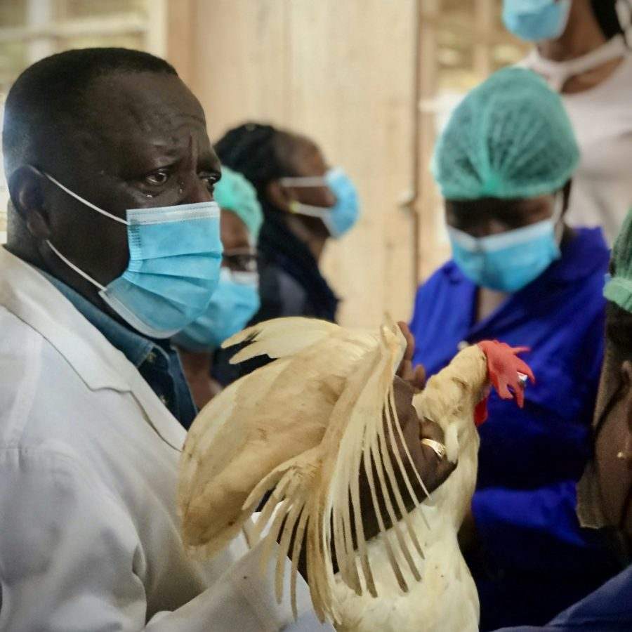 Our farm team checking a hen