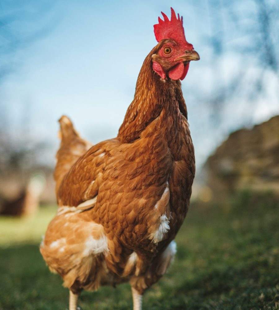A brown layer hen on the farm