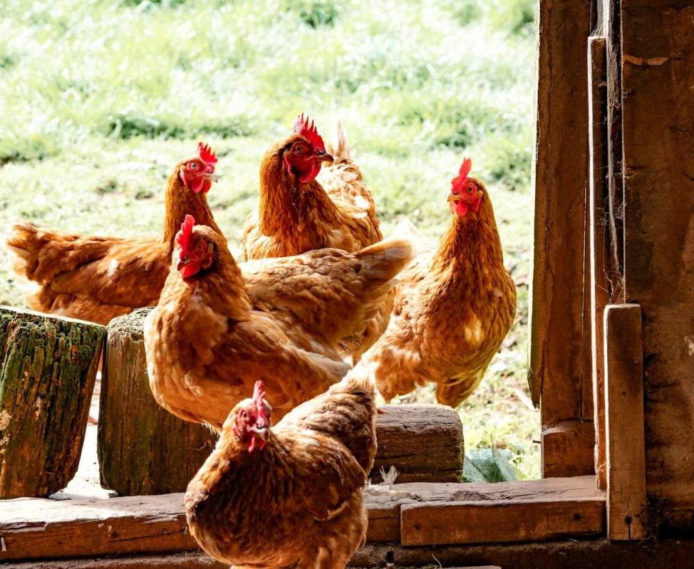 Healthy layer hens in our clean farm house