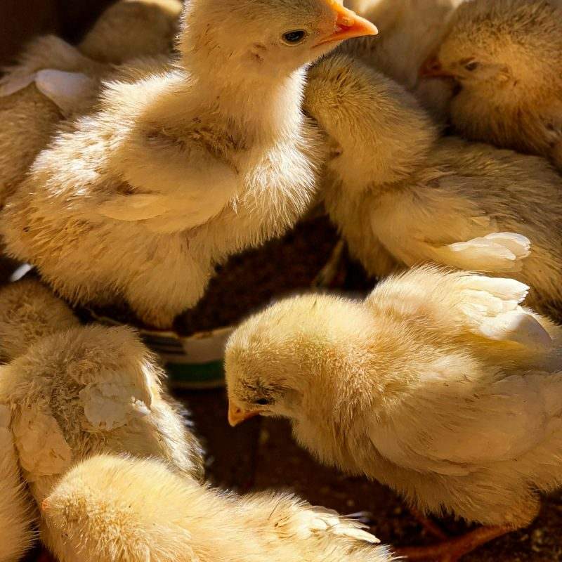 Day-Old Layer Chicks — Box of 50