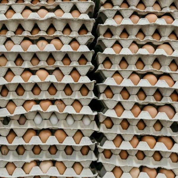 Egg Trays — Pack of 100