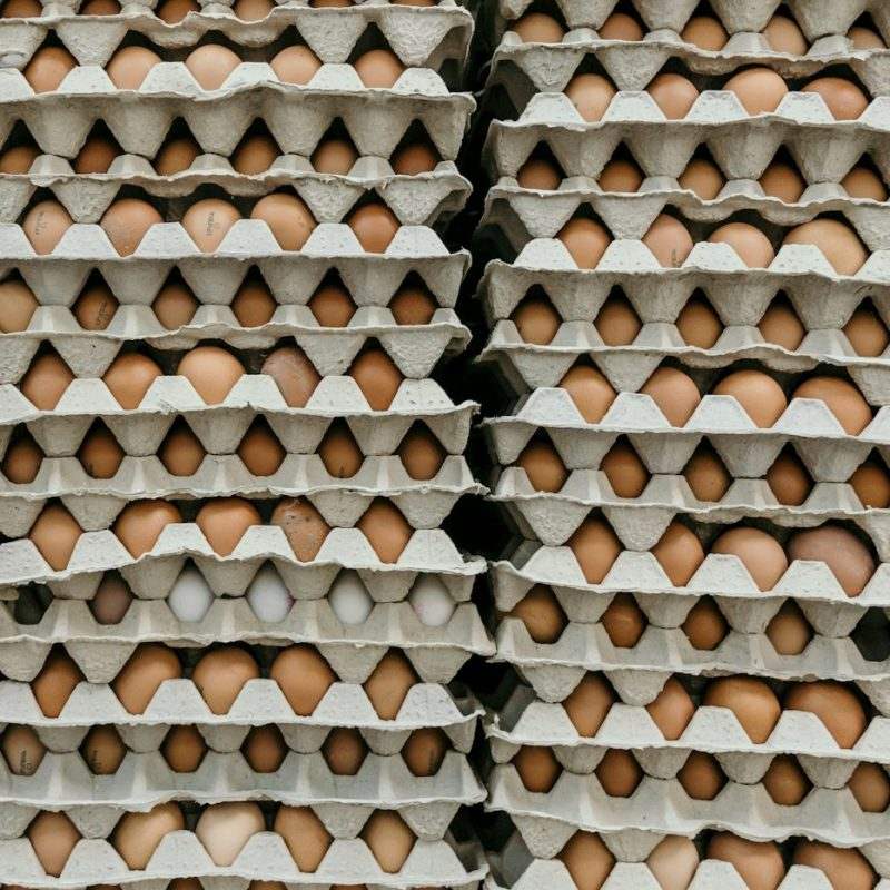 Egg Trays — Pack of 100