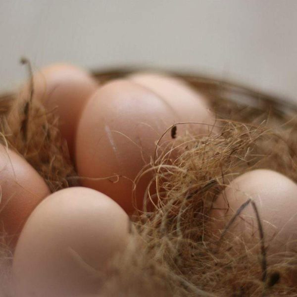 Fertile Hatching Eggs — Tray of 30