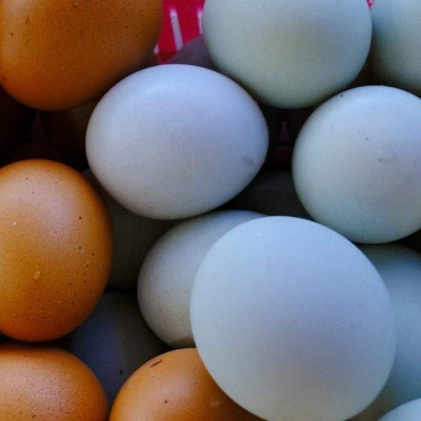 Free-Range Mixed Eggs — Box of 12
