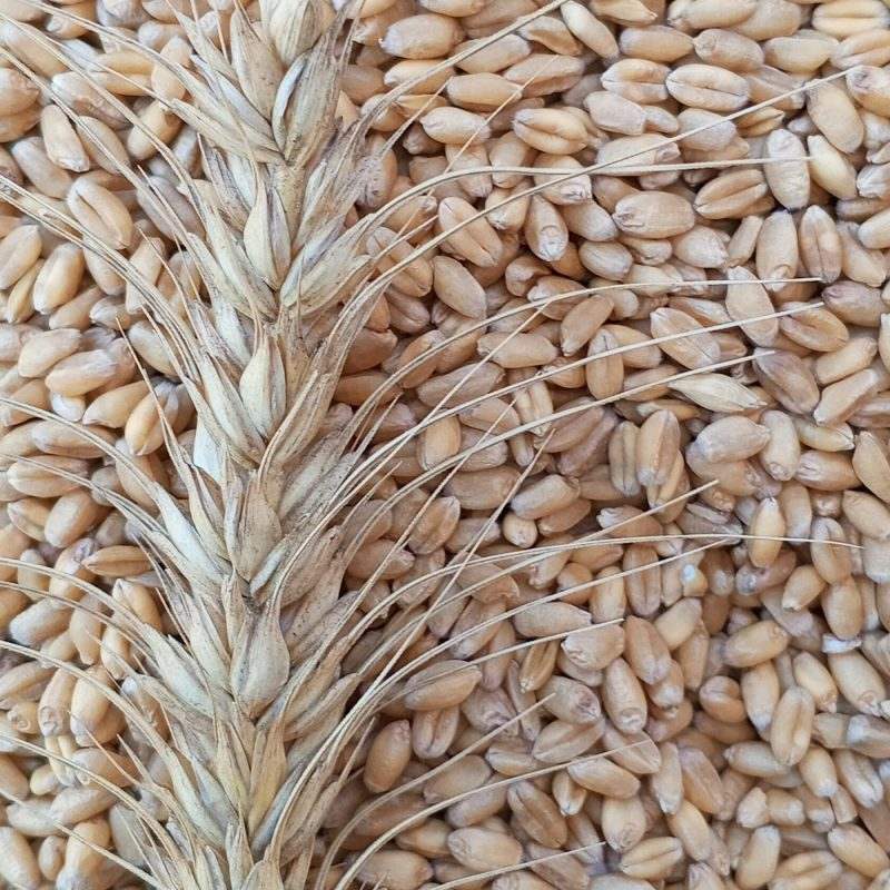 Grower Feed — 50 kg Bag