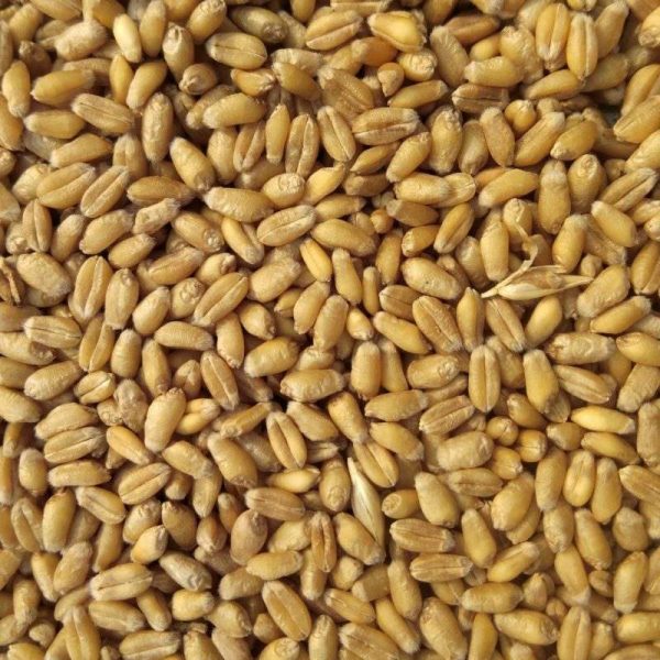 Layer Feed — 50 kg Bag