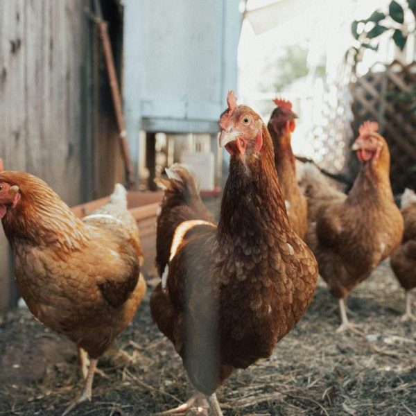 Laying Hens — Hy-Line Brown
