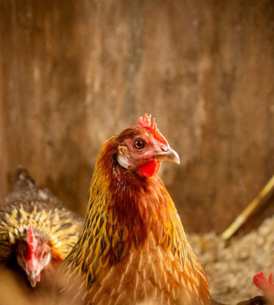 Our farm