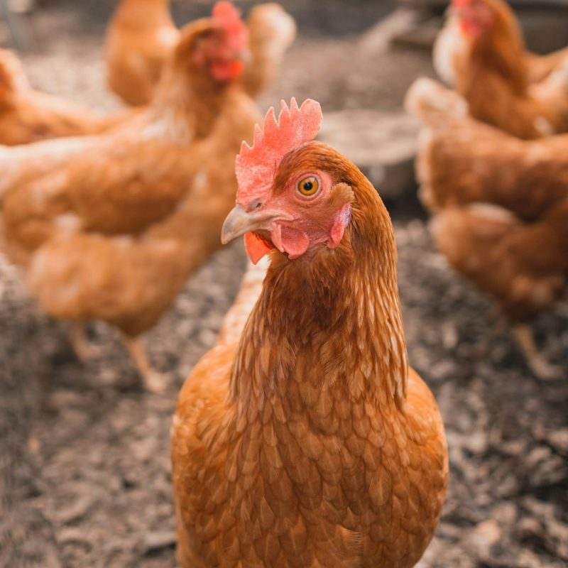 Ready-to-Lay Pullets — 16 Weeks